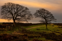 Curbar-Sunrise-Trees-WEB