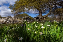 Dyffryn-Burial-Chamber