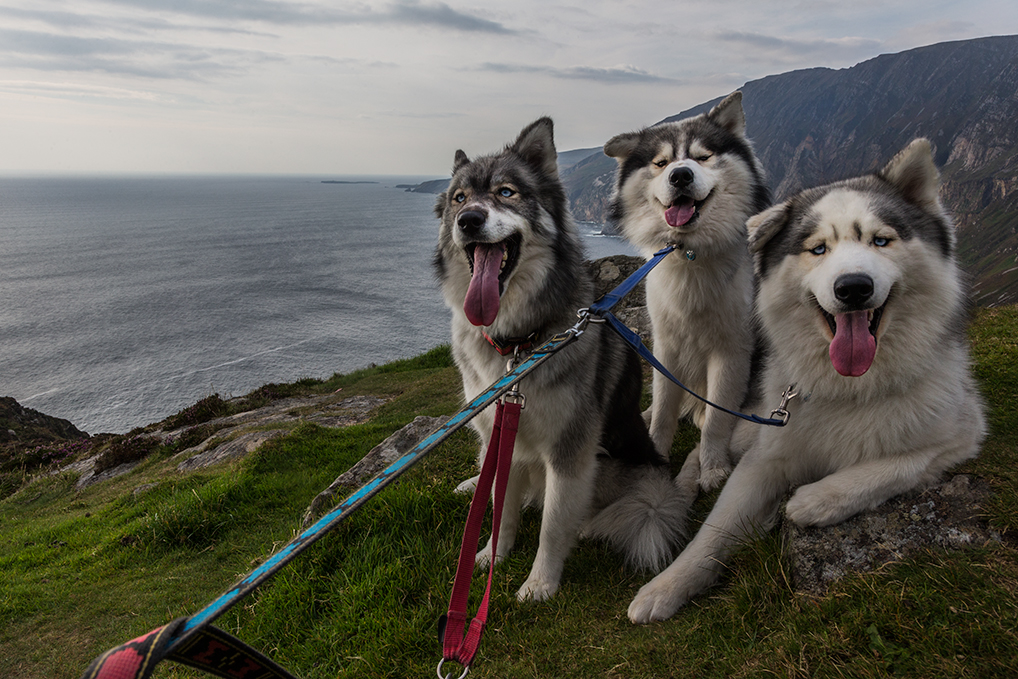 Puppies-at-Slieve-League