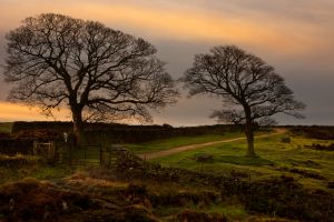 Curbar-Sunrise-Trees-WEB.jpg