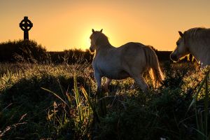 Anglesey-Horses.jpg