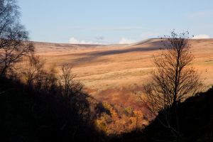 Autumn View