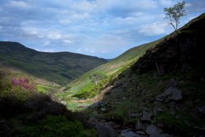 Edale Lone Tree