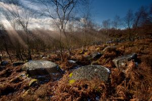 Millstone Forrest