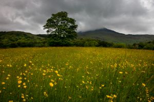 Beddgelert Buttercups