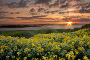 Rhosneigr Sunset Flowers