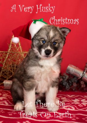 Husky-Christmas-Card-1.jpg