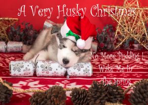 Husky-Christmas-Card-2.jpg