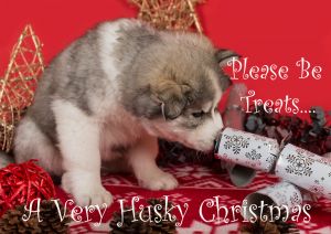 Husky-Christmas-Card-4.jpg