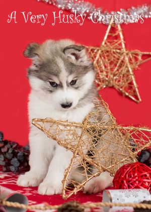 Husky-Christmas-Card-5.jpg