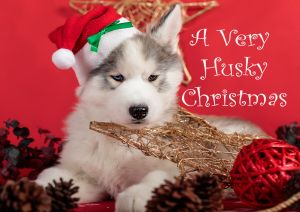 Husky-Christmas-Card-7.jpg