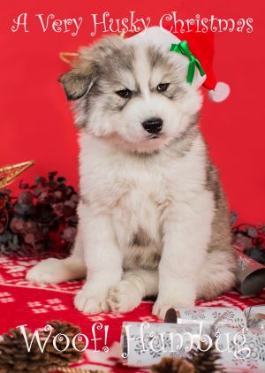 Husky-Christmas-Card-8.jpg