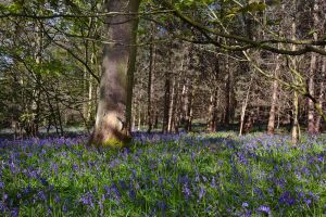 Bluebells