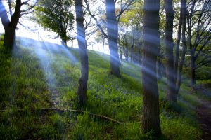 Bluebell Rays 2