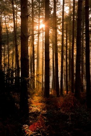 Forest Sunburst