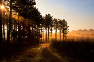 Forest Lane - Sunrise Mist