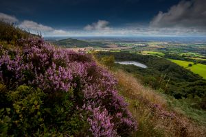 Whitestone Cliff heather