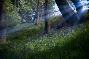 Bluebell Rays