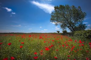 Cawthorne Poppy Field 