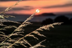 Corn-Sunset.jpg